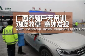 广西养殖户无奈训鸡吃牧草 意外发现省钱又
