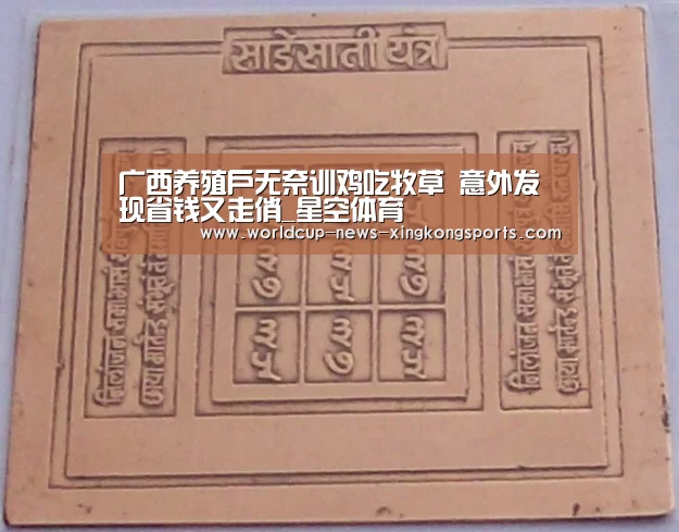 广西养殖户无奈训鸡吃牧草 意外发现省钱又走俏_星空体育(图2) 星空体育app下载